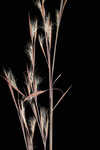 Wetand white bluestem